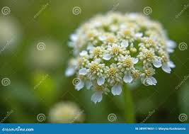 Attēlu rezultāti vaicājumam “Pimpinella saxifraga flower”