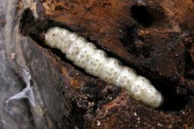 Attēlu rezultāti vaicājumam “Scardia boletella”