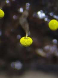 Attēlu rezultāti vaicājumam “Physarum viride var. aurantium”