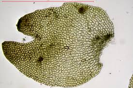 Attēlu rezultāti vaicājumam “Gymnocolea inflata”