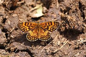 Attēlu rezultāti vaicājumam “Mellicta athalia upperside”