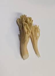 Attēlu rezultāti vaicājumam “Ramaria flava”