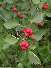Attēlu rezultāti vaicājumam “Crataegus x macrocarpa leaf”
