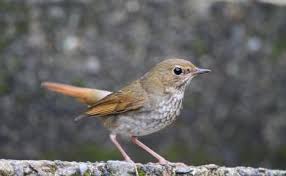 Image result for Luscinia sibilans