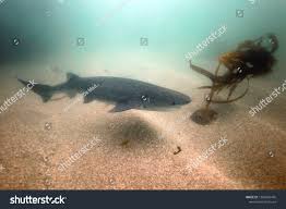 Image result for Notorynchus cepedianus