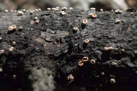 Attēlu rezultāti vaicājumam “Lachnellula willkommii”