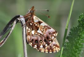 Attēlu rezultāti vaicājumam “Boloria dia upperside”