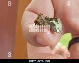 Attēlu rezultāti vaicājumam “Diachrysia tutti”