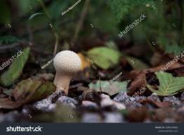 Attēlu rezultāti vaicājumam “Calvatia excipuliformis”