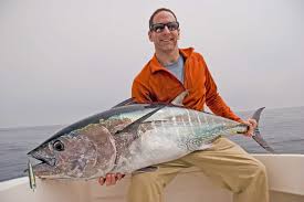 Image result for Thunnus thynnus