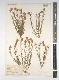 Attēlu rezultāti vaicājumam “Polygala comosa leaf”