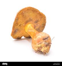 Attēlu rezultāti vaicājumam “Xerocomus rubellus”