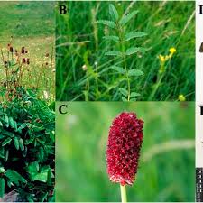 Attēlu rezultāti vaicājumam “Sanguisorba officinalis leaf”