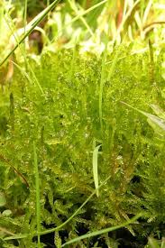 Attēlu rezultāti vaicājumam “Hamatocaulis vernicosus”