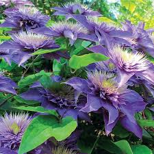 Image result for clematis multi blue