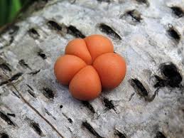 Attēlu rezultāti vaicājumam “Willkommlangea reticulata spores”