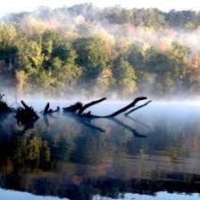 Image result for Alosa alabamae