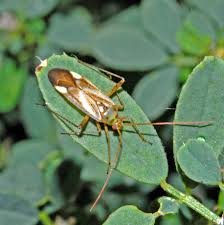 Attēlu rezultāti vaicājumam “Adelphocoris lineolatus imago”