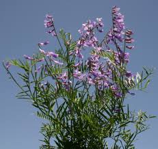 Attēlu rezultāti vaicājumam “Vicia tenuifolia flower”
