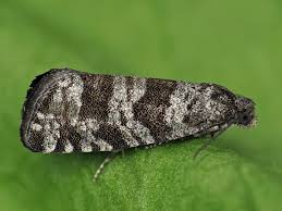 Attēlu rezultāti vaicājumam “Retinia resinella”