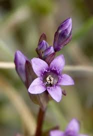 Attēlu rezultāti vaicājumam “Gentianella amarella”