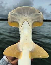 Image result for Sphyrna media