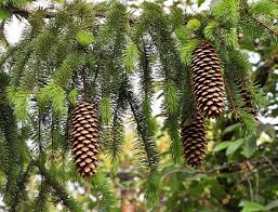 Attēlu rezultāti vaicājumam “Picea abies”