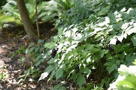 Attēlu rezultāti vaicājumam “Actaea spicata fruit”