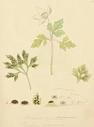 Attēlu rezultāti vaicājumam “Tranzschelia anemones”