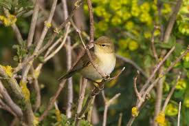 Image result for Phylloscopus ibericus