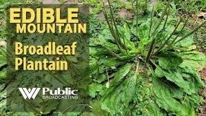 Attēlu rezultāti vaicājumam “Plantago media bud”