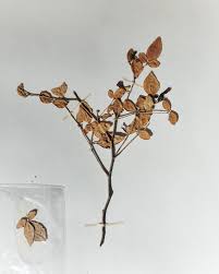 Image result for Thaddus Haenke