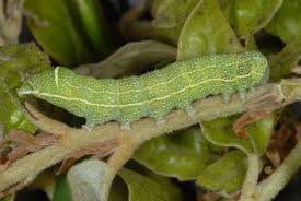 Attēlu rezultāti vaicājumam “Orthosia cerasi”