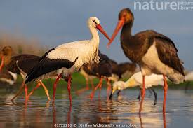 Attēlu rezultāti vaicājumam “Ciconia nigra”