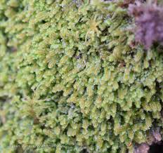 Attēlu rezultāti vaicājumam “Diplophyllum albicans”