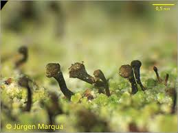 Attēlu rezultāti vaicājumam “Chaenotheca ferruginea”