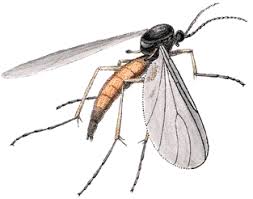 Attēlu rezultāti vaicājumam “Sciaridae”