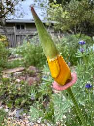 Attēlu rezultāti vaicājumam “Eschscholzia californica fruit”