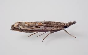 Attēlu rezultāti vaicājumam “Platytes alpinella”