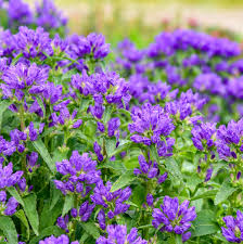 Attēlu rezultāti vaicājumam “Campanula glomerata bud”