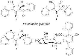 Attēlu rezultāti vaicājumam “Phlebiopsis gigantea”