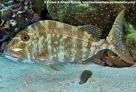 Image result for Calamus bajonado