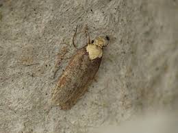 Attēlu rezultāti vaicājumam “Depressaria olerella”