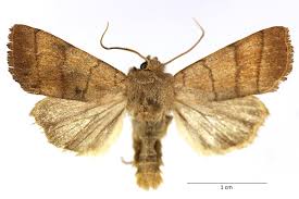 Attēlu rezultāti vaicājumam “Charanyca trigrammica”