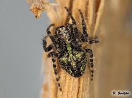 Attēlu rezultāti vaicājumam “Gibbaranea gibbosa”