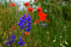 Attēlu rezultāti vaicājumam “Consolida regalis bud”