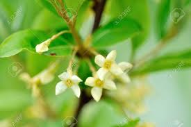 Attēlu rezultāti vaicājumam “Schisandra chinensis flower”