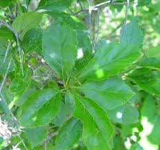 Attēlu rezultāti vaicājumam “Crataegus x macrocarpa leaf”