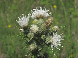 Attēlu rezultāti vaicājumam “Cirsium palustre flower”