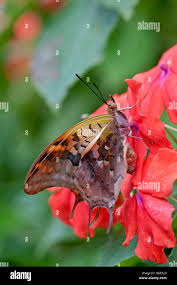 Attēlu rezultāti vaicājumam “Lopinga achine upperside”